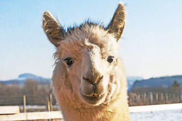 Image showing Alpaca, Vicugna pacos 