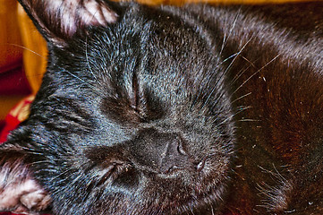 Image showing  cat sleeps