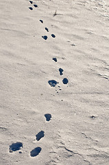 Image showing rabbit track in snow