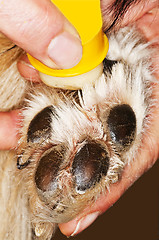 Image showing care of a dog paw