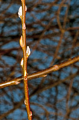 Image showing willow blossom