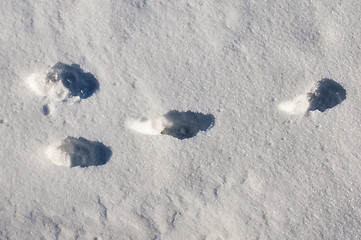 Image showing rabbit track in snow