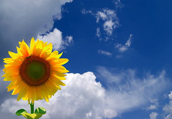 Image showing Sunflower in corner