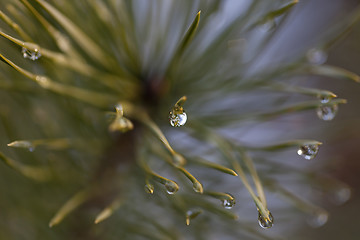 Image showing Water drop on pine-needle