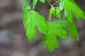 Image showing Spring leaves with water drops