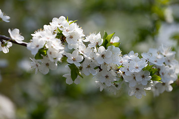 Image showing Spring flowers of cherry tree