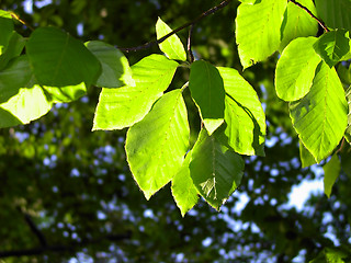 Image showing Green leaves