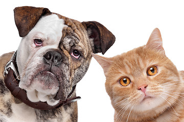 Image showing Dog and Cat