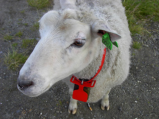 Image showing Sheep