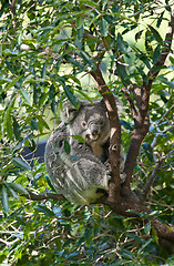 Image showing australian koala in a tree