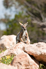 Image showing yellow footed rock wallaby