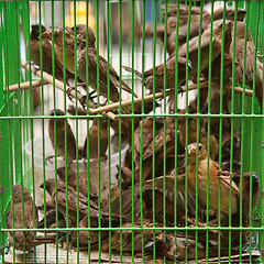 Image showing birds in a cage