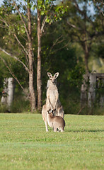 Image showing eastern grey kangaroos