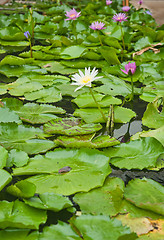 Image showing water lillies