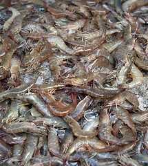 Image showing fresh shrimps or prawns