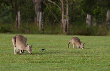 Image showing eastern grey kangaroos