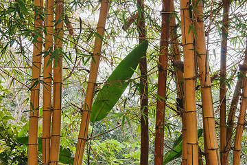 Image showing bamboo background