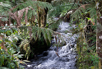 Image showing rain forest stream