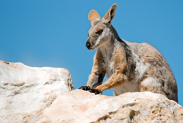 Image showing yellow footed rock wallaby