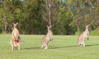 Image showing eastern grey kangaroos