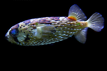 Image showing color exotic fish 