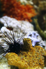 Image showing sea urchin 