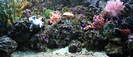 Image showing aquarium background