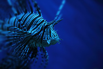 Image showing lion fish