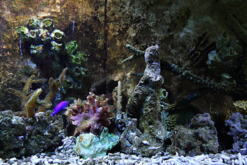 Image showing aquarium background