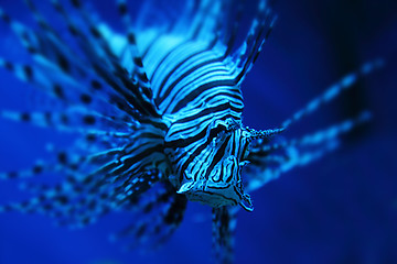 Image showing lion fish