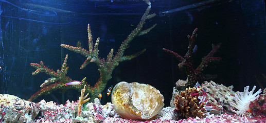 Image showing aquarium background