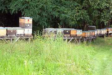 Image showing bee farm 