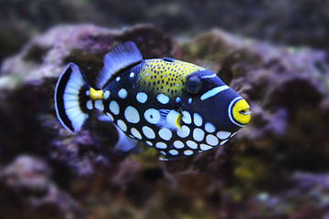 Image showing color exotic fish 