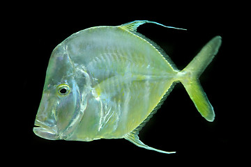 Image showing green color exotic fish 