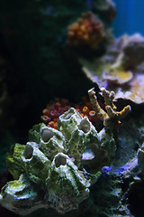 Image showing aquarium background