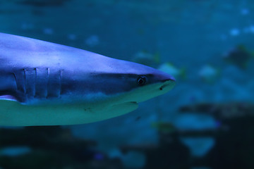 Image showing shark