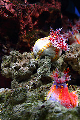 Image showing sea anemone