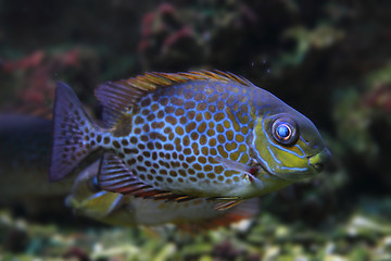 Image showing color exotic fish 