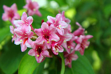 Image showing pink flowers 