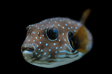 Image showing color exotic fish 