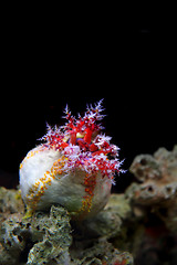 Image showing sea anemone