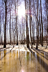 Image showing Melting snow ice and birch tree trunk sunlight 