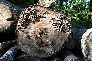 Image showing Logs with fungi