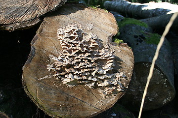 Image showing Fungi attack on logs