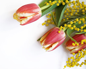 Image showing Red with yellow tulips and mimosa on a white 