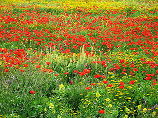 Image showing Poppy red, daisy yellow. Cyprus