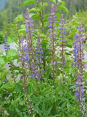 Image showing Alaskan Flowers