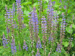 Image showing Lupine