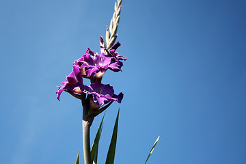 Image showing purple gladiolus