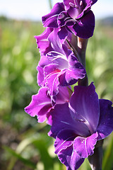 Image showing gladioli in summer